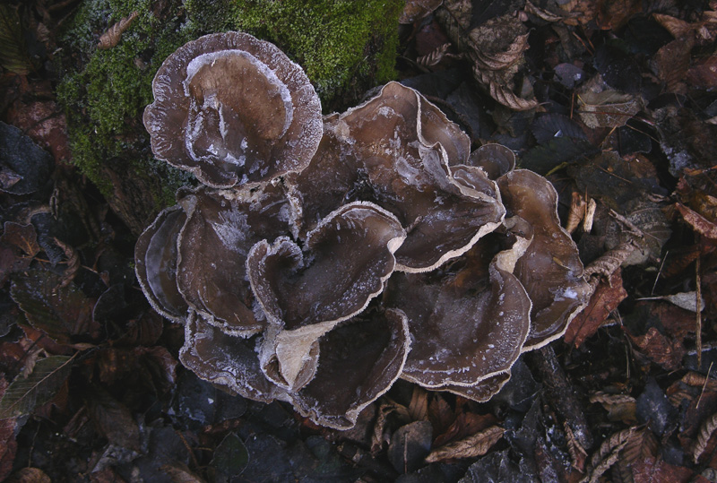 A caccia di Pleurotus ostreatus.....chiamati i  geloni...